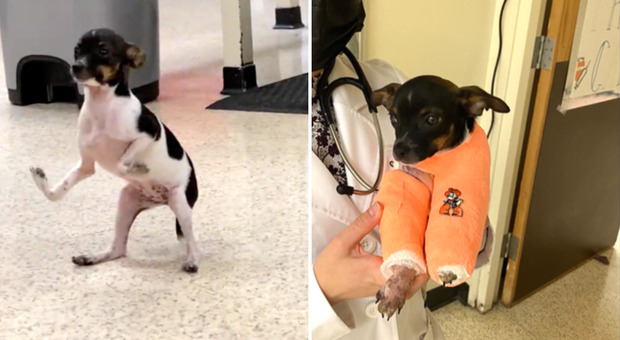 Cucciolo nato con le zampe capovolte torna a camminare dopo l'intervento
