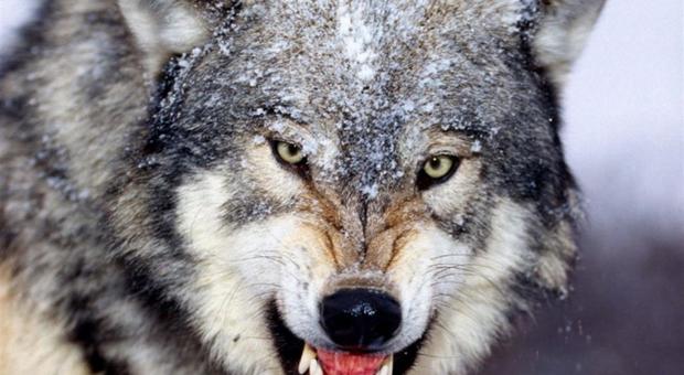 Ora i lupi fanno sempre meno paura: «Le predazioni sono molto rare»