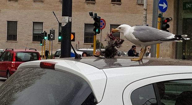 Roma bestiale, gabbiano sbrana piccione sul tetto di un'auto a piazza a Roma