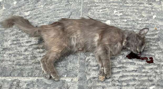 Uno dei gatti uccisi a Roccapiemonte
