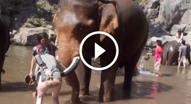 L'elefante reagisce male e fa volare la turista