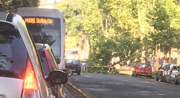 Roma, emergenza potature, cade albero a San Giovanni: traffico in tilt