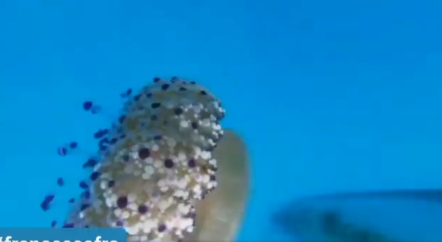 Lo spettacolo delle meduse nel mare della Calabria. Ma nel video spunta un dettaglio inaspettato