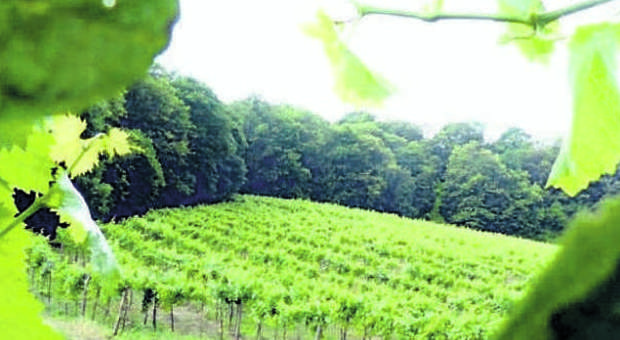 Frascati, il vino storico che nasce ​nel Tuscolo e vive il meritato rilancio
