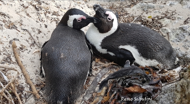 Una coppia di pinguini amoreggia lungo una spiaggia sudafricana (foto Remo Sabatini)