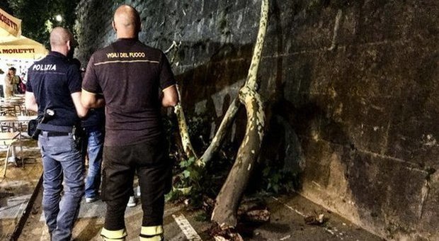 Roma, alberi-killer: sul lungotevere c'è il rischio di nuovi crolli