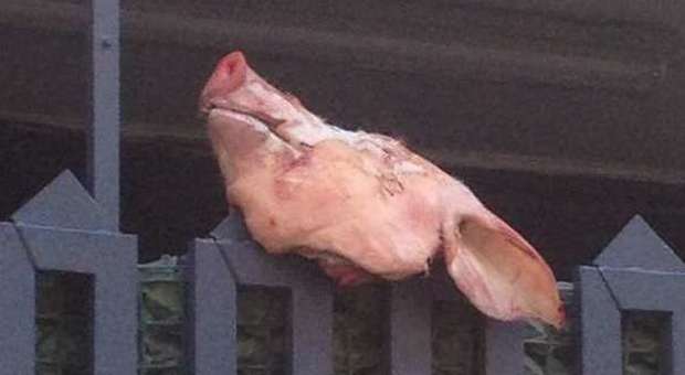Giugliano, testa di un maiale fuori alla sede della moschea: «Onore Putin»
