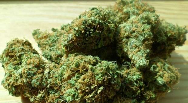 Mezzo chilo di marijuana in casa, 21enne arrestato dai carabinieri nel Vesuviano