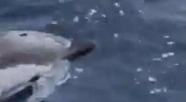 Decine di delfini nel Golfo di Napoli, ecco il video di un lettore