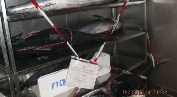 Pesce e molluschi di dubbia provenienza Sequestri in ristoranti di Roma e Fiumicino