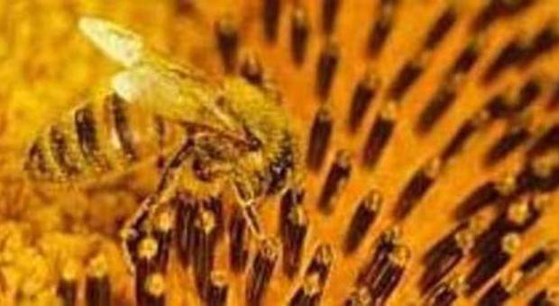 Le api non lavorano: crolla la produzione di miele