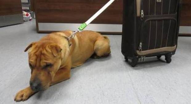 Il padrone del cane con la valigia lasciato alla stazione: «Ecco perché l'ho abbandonato»