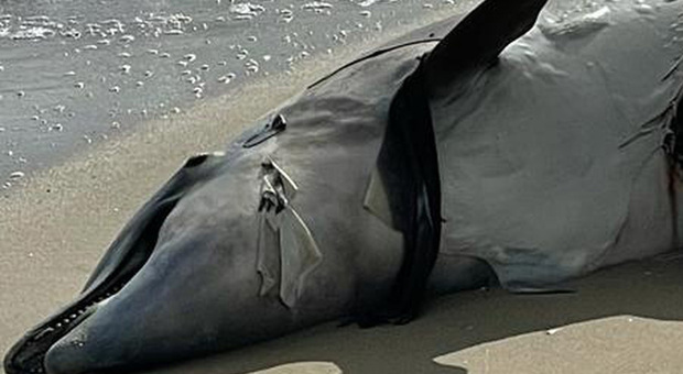 Delfino trovato morto sulla spiaggia con grosso taglio, pescatori nel mirino