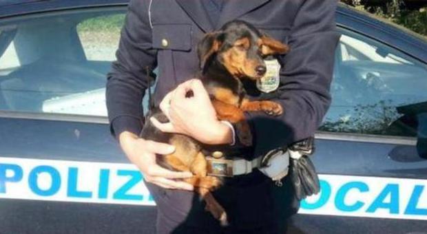 Il cucciolo salvato dalla polizia locale