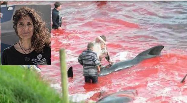 Riprende mattanza di delfini, arresto in Danimarca per fotografa vicentina