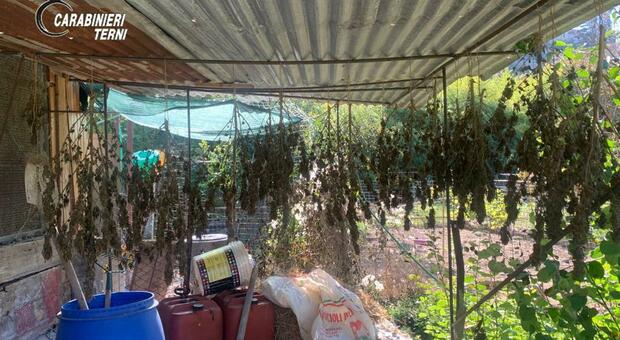 Sedici piante di canapa indiana in un capanno ad Arrone denunciato giovane ternano