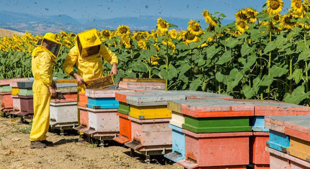 Contributi per l'apicoltura in arrivo