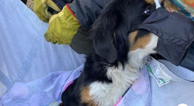 Cane si perde in montagna, ritrovato dopo due mesi con una zampa rotta. La padrona in lacrime: «Nova è finalmente a casa»