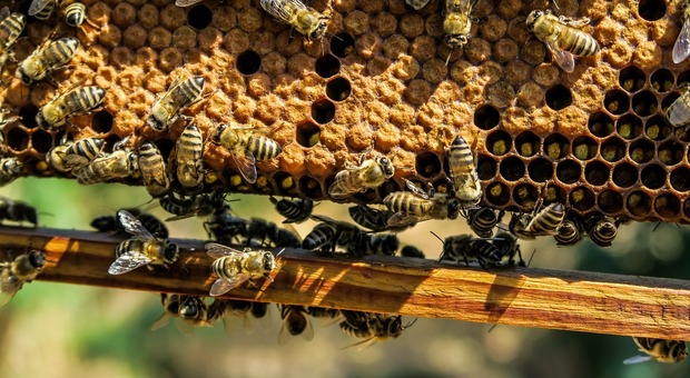 Apicoltori del Veneto contro l'insetticida che combatte la flavescenza dorata della vite - Foto di Pexels da Pixabay