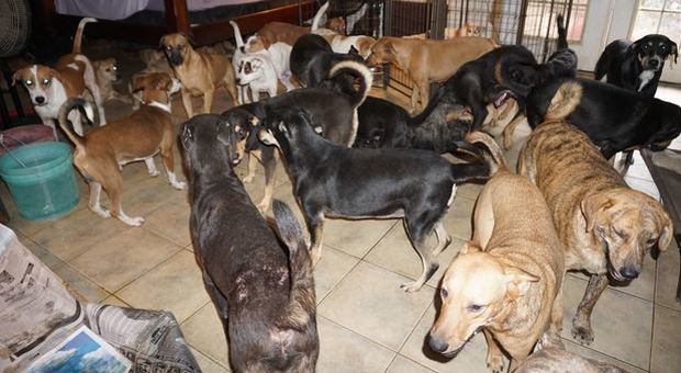 Uragano Dorian, una donna accoglie in casa 97 cani per salvarli dalla tempesta