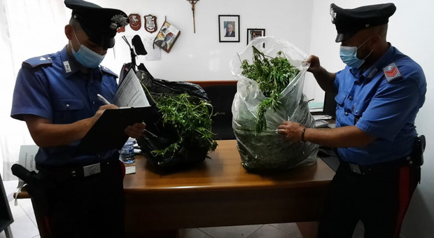 Piante di marijuana coltivate in giardino, due arresti dei carabinieri ad Aprilia