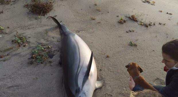 Cilento, delfino senza vita si spiaggia a Camerota