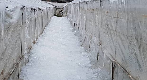 Serre completamente coperte di ghiaccio a Borgo Sabotino nel gennaio scorso