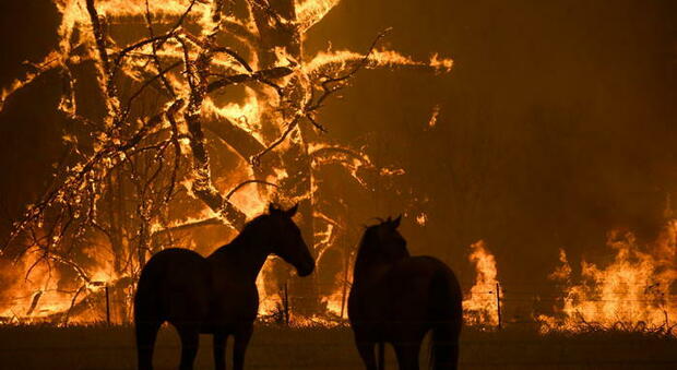 L'Australia sacrificherà 10.000 cavalli selvaggi, ma gli esperti sostengono che non sarà sufficiente: ecco perché
