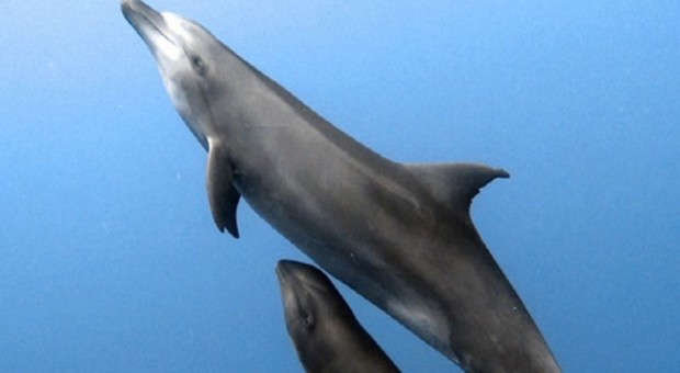 Il cucciolo di balena resta orfano, ma viene adottato da mamma delfino: «Il primo caso mai osservato»