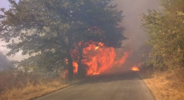 Morlupo, grigliata di Ferragosto scatena un incendio e distrugge 5 ettari di bosco: una denuncia