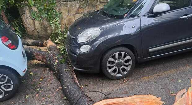 Tragedia sfiorata a Roma nord: ramo di un pino si spezza e si schianta su un’auto
