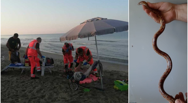 Serpente abbandonato tra gli ombrelloni, panico in spiaggia a Ladispoli: originario dell'America