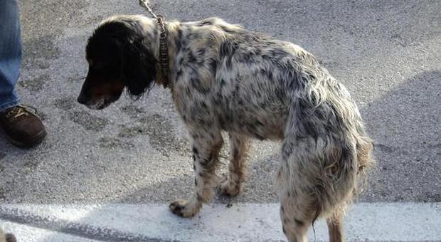 Sequestrati cani maltrattati e deceduti al porto di Ancona