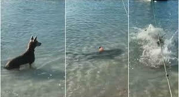 Cagna salta in acqua per allontanare uno squalo