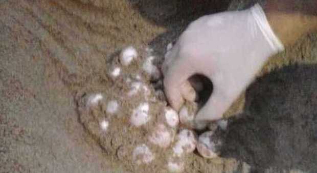 Tartaruga marina deposita 87 uova ​in spiaggia campana