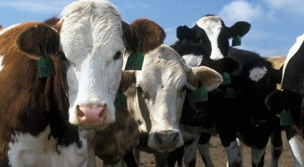 Paura a Cuma: bovino colpito dal virus della lingua blu, abbattuto