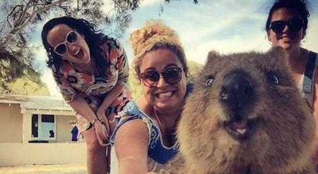 Il selfie perfetto arriva dall'Australia: spopolano le foto con il quokka -Guarda