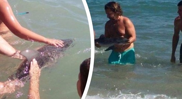 Cucciolo di delfino muore per le molestie: i bagnanti scattavano selfie