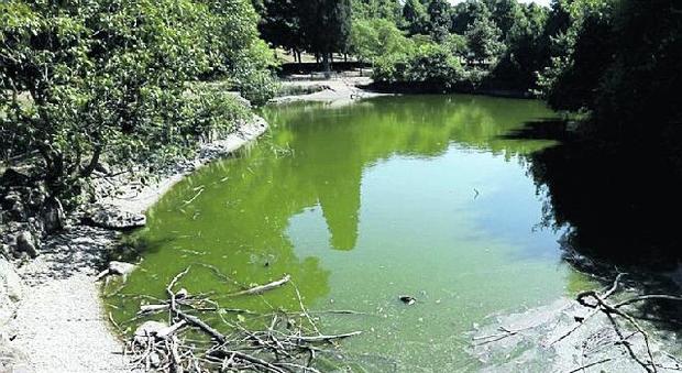 Villa Ada, il laghetto a secco: tartarughe e carpe in agonia