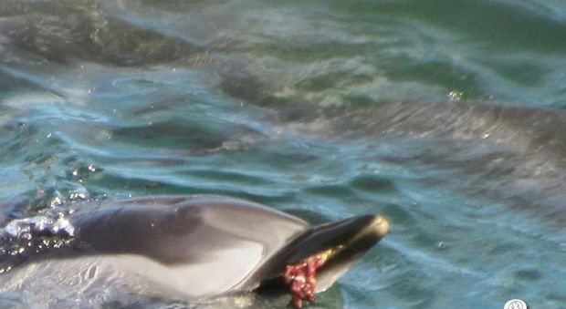 Strage di delfini: i volontari documentano la mattanza tra il sangue e le grida degli animali