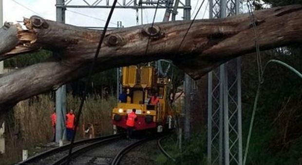 Paura sul treno per Milano: convoglio contro un albero finito sui binari