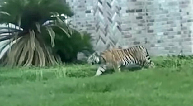 Killer in fuga con una tigre a Houston, la polizia lo identifica grazie a un video sul web