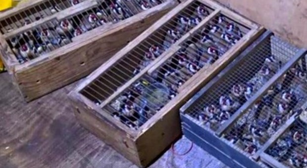 Sequestrati 133 cardellini: «Nei loro nidi i piccoli condannati a morte certa»