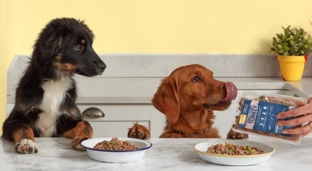 Cibo per cani gourmet: preparavano i pasti e facevano le consegne con un furgone, adesso investono 40 milioni di sterline