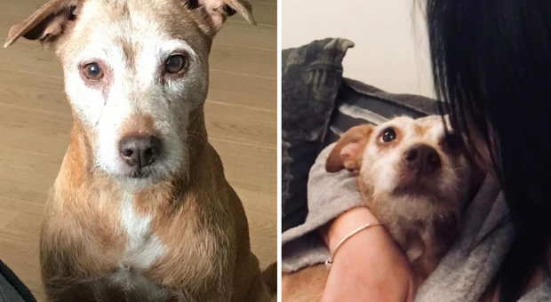Litiga con il veterinario per il prezzo troppo alto della cremazione della cagnolina Millie, poi la scoperta choc: «L'ha tenuta 4 mesi in freezer»