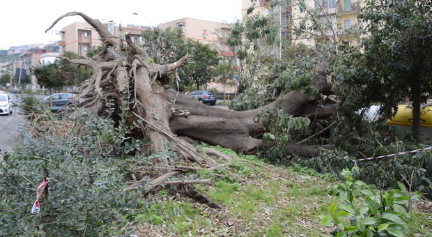 Napoli, vento e alberi caduti a Fuorigrotta: tragedia sfiorata e accuse al Comune