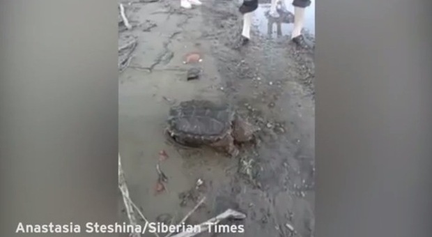 La "tartaruga-dinosauro" in riva al fiume: la scoperta choc