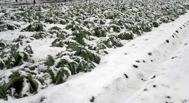 Neve, danni al comparto agricolo Capozzolo, Pd: «Vicini alle aziende»