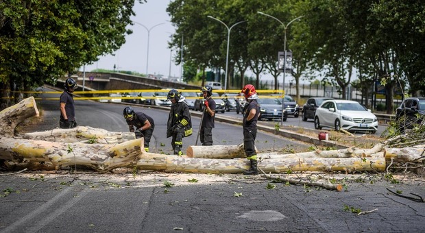 Roma, albero cade sulla strada in zona Ostiense e colpisce due auto: chiusa via Beccari