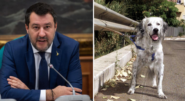 Salvini lancia la lotta all'abbandono degli animali, la proposta: «Sospensione o revoca della patente»